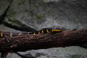 SINGAPORE ZOO (252)